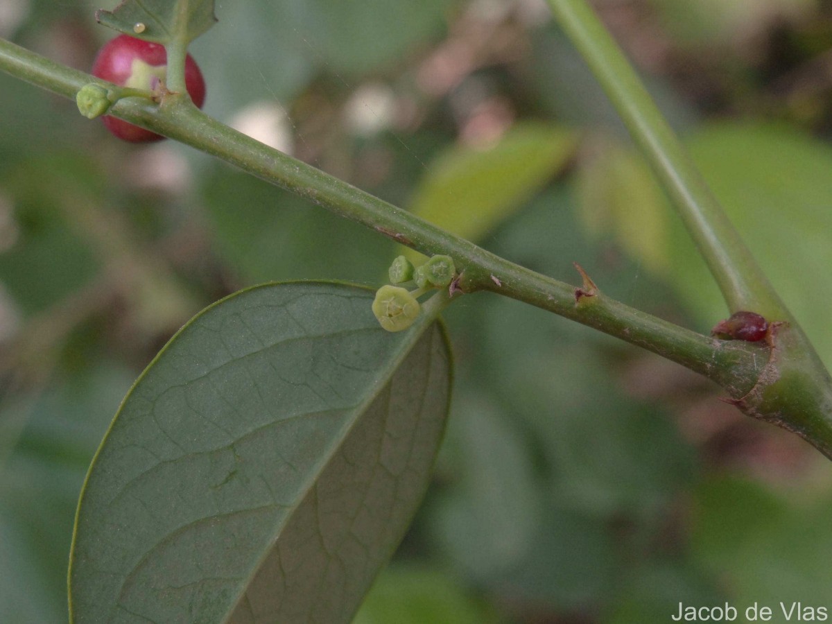 Phyllanthus vitis-idaea (Burm.f.) J.Koenig ex Roxb.